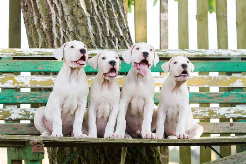 Czwórka szczeniąt dogo argentino siedząca na ławce