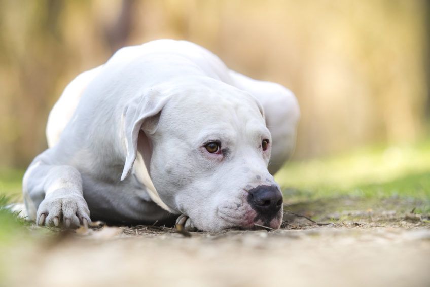 Portret leżącego na ziemi dogo argentino