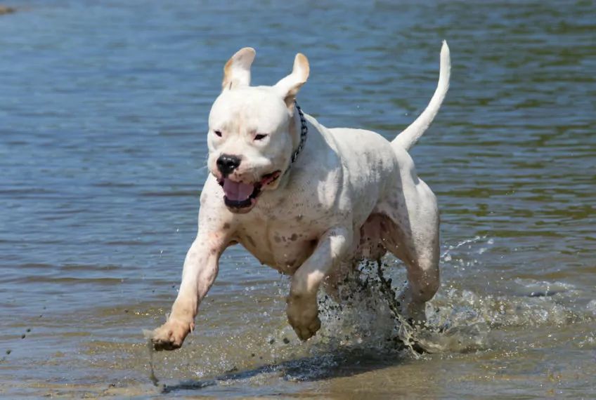 Dogo argentino galopujący w płytkiej wodzie
