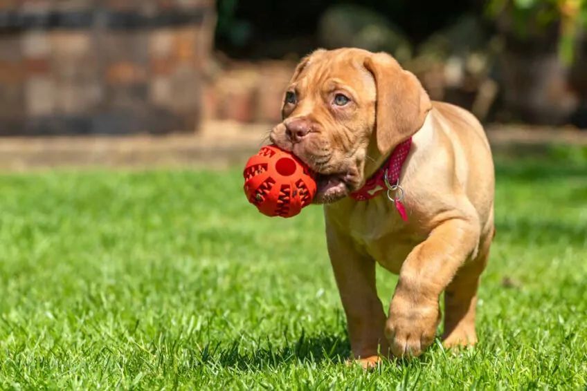 dogue de bordeaux