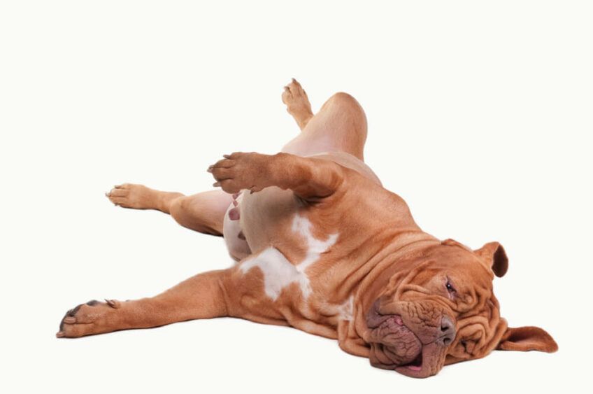 dogue de bordeaux