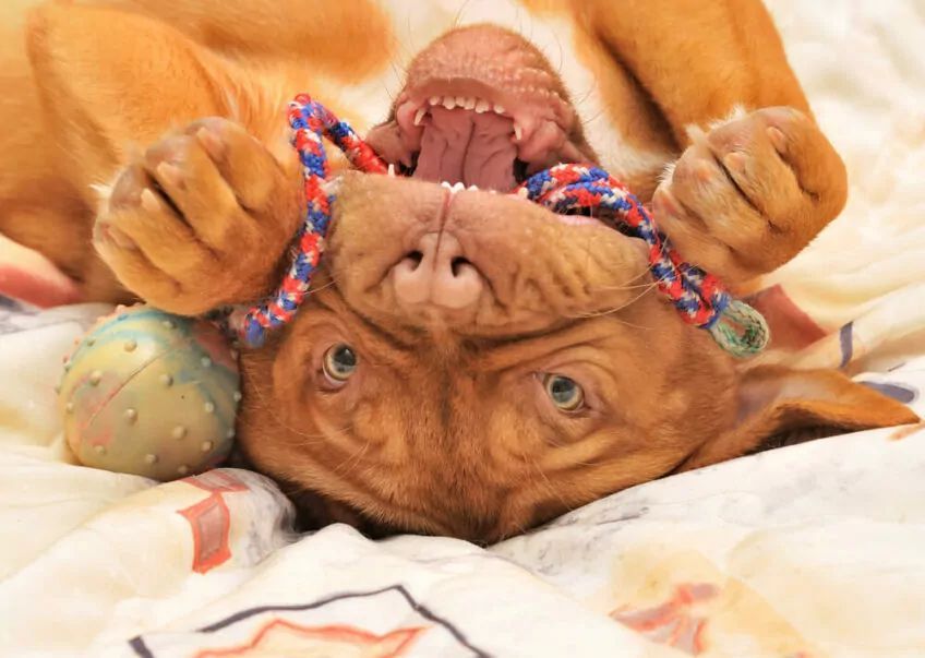 dogue de bordeaux