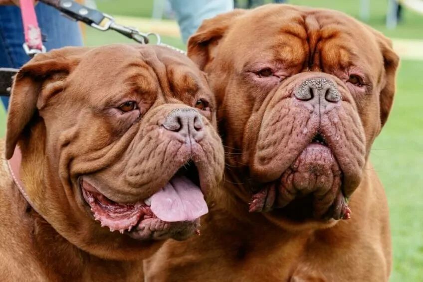 dogue de bordeaux