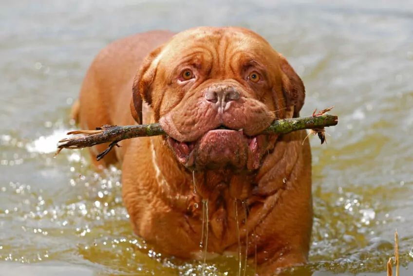 dogue de bordeaux