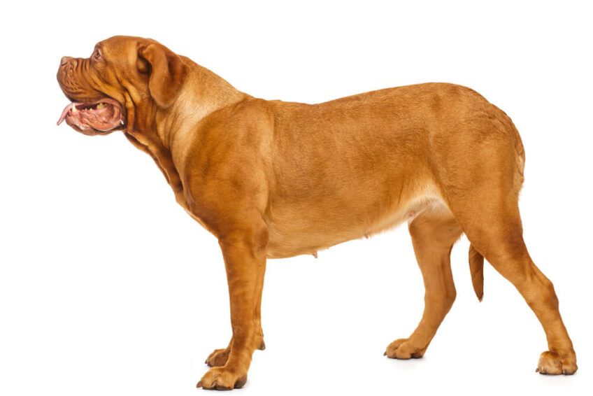 dogue de bordeaux