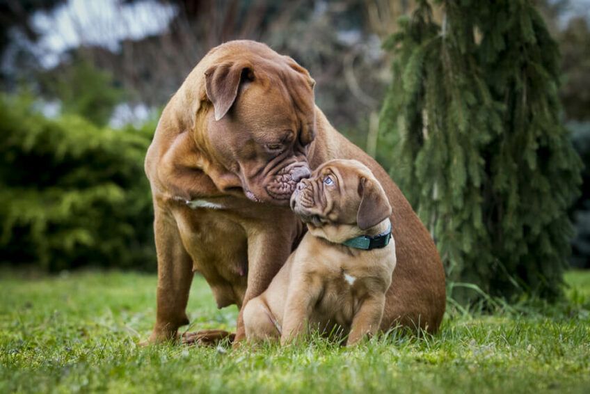 dogue de bordeaux