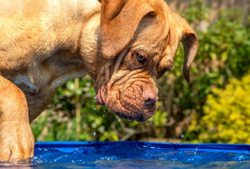 dogue de bordeaux