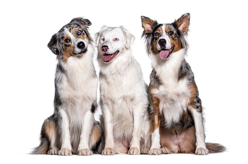 double merle umaszczenie(1)-min.jpg