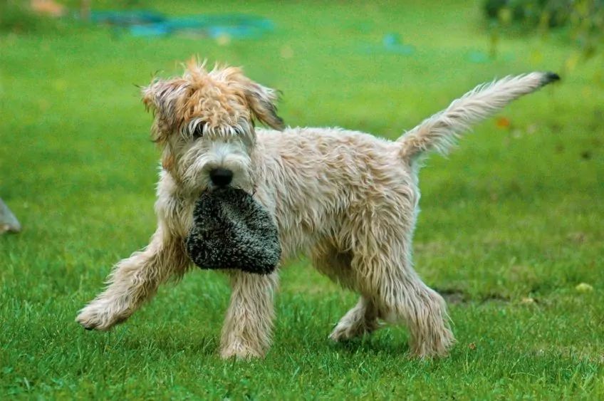Irish terrier z zabawką w pysku