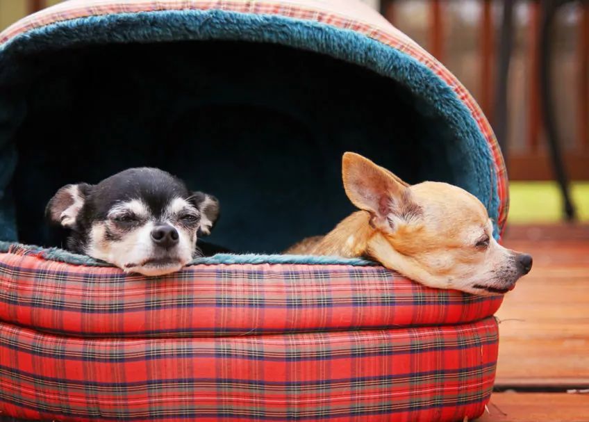 Dwie chihuahuy w budce