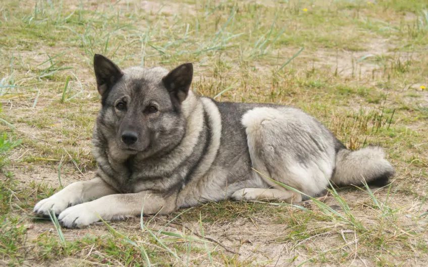 Elkhund szary leżący na trawie