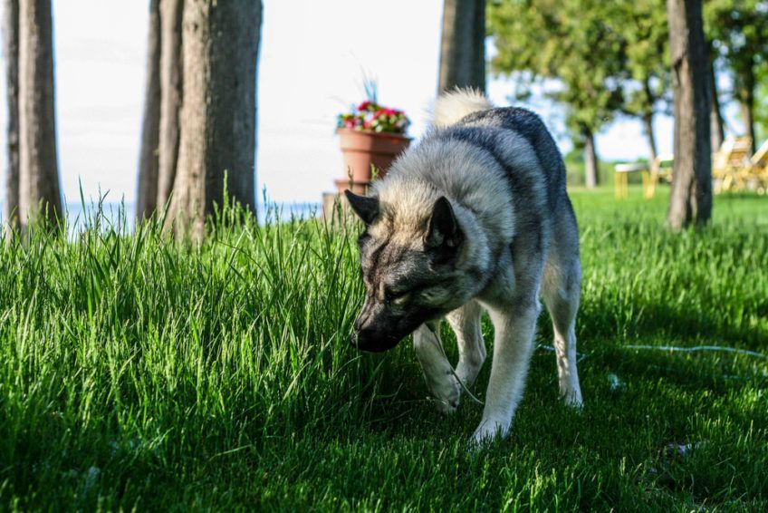 Elkhund szary węszący trawę na spacerze