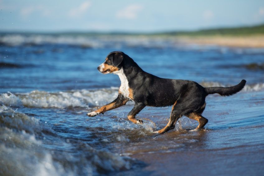 Entlebucher wbiegający do morza