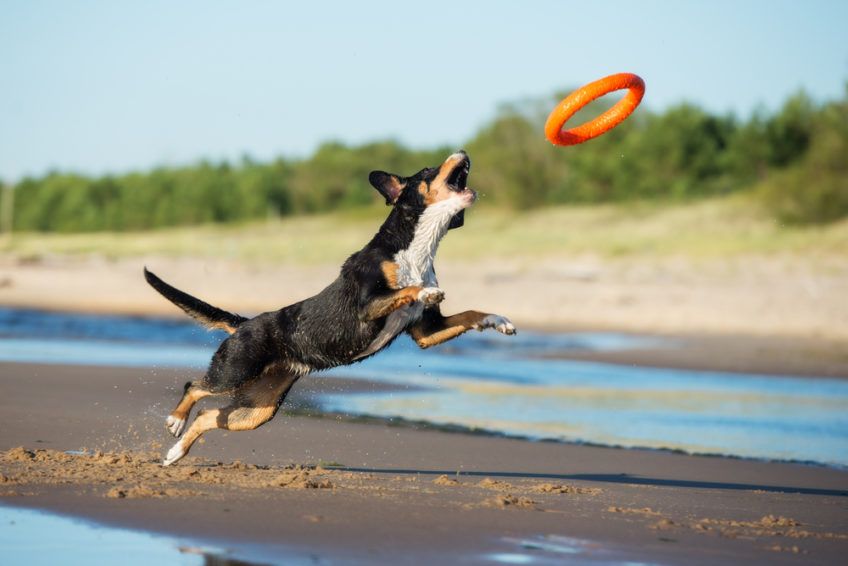 Entlebucher skaczący za ringiem na plaży