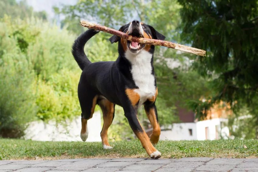 Entlebucher biegnący z patykiem w pysku