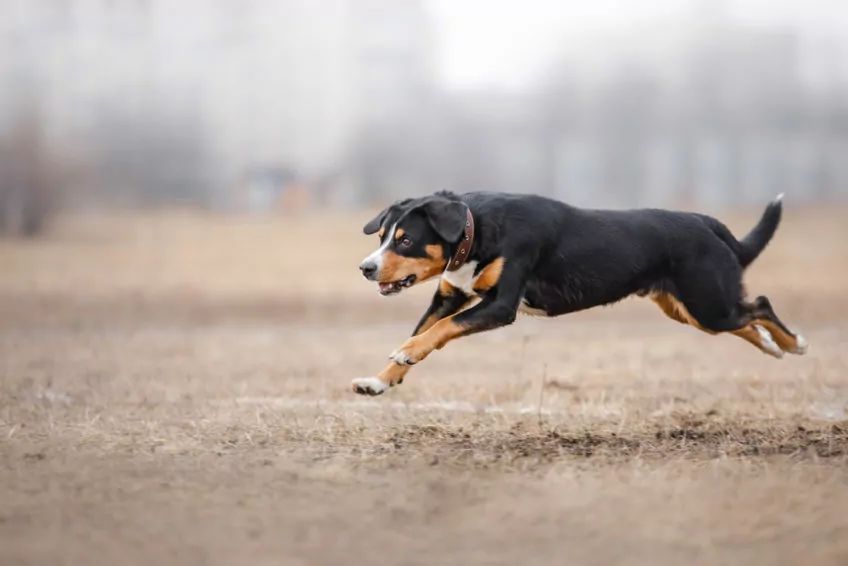 Entlebucher w cwale