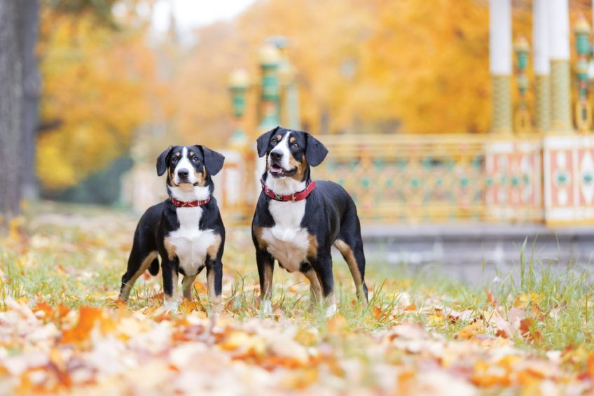 Dwa psy rasy Entlebucher z czerwoną obrożą