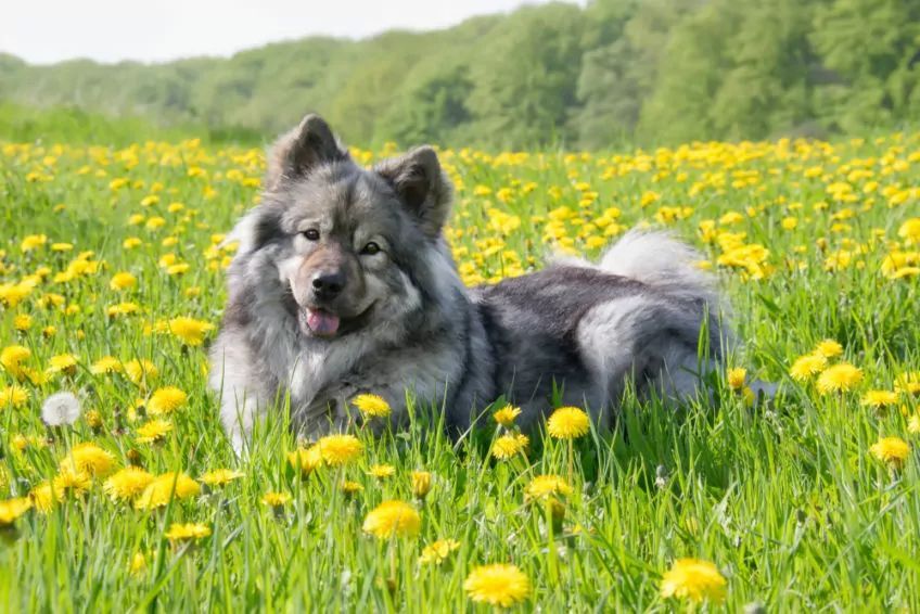 Wilczasty eurasier leżący na łące