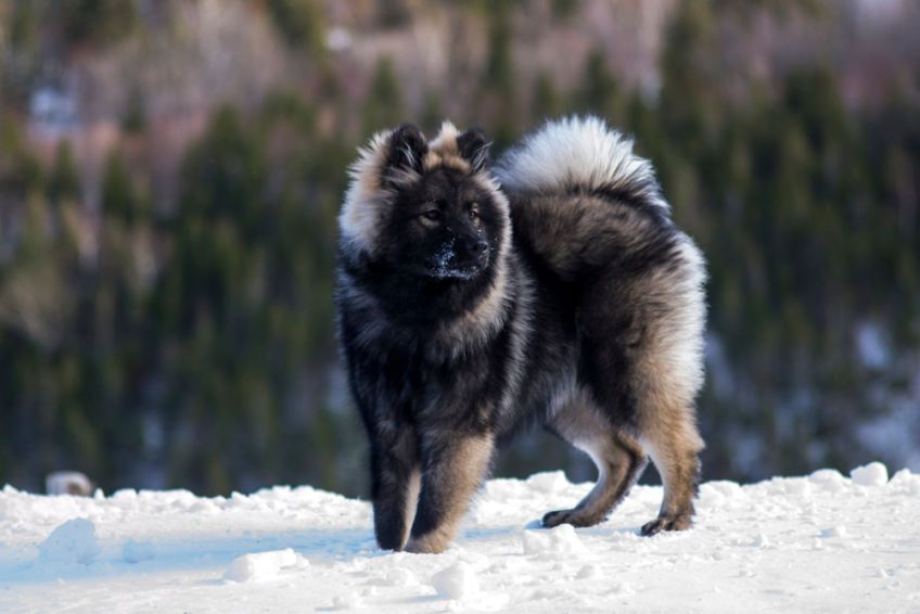 Wilczasty młody eurasier na śniegu