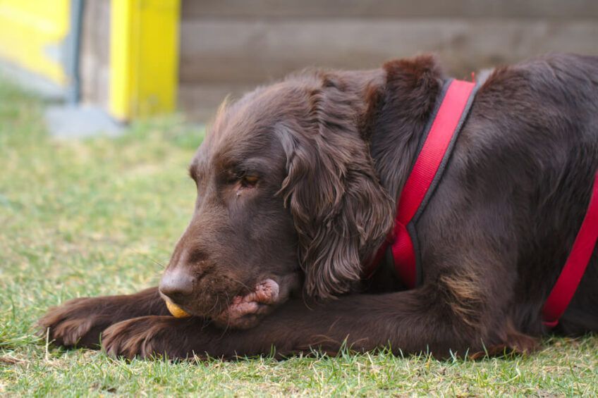 flat coated retriever
