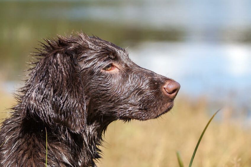 flat coated retriever