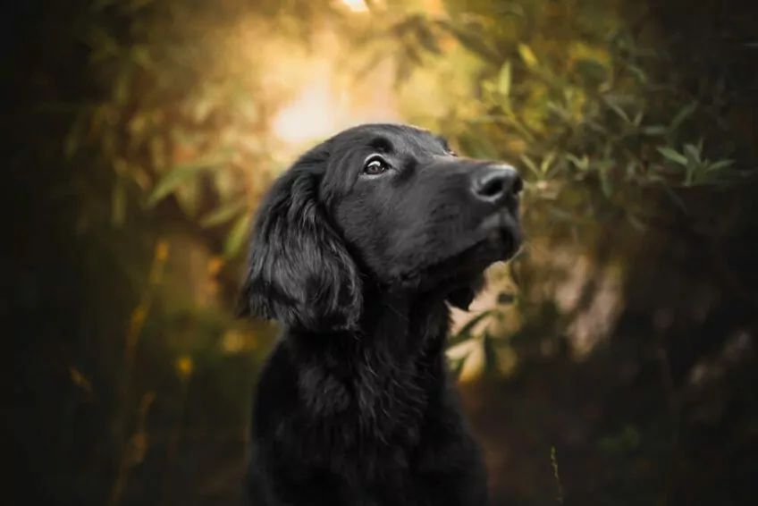 flat coated retriever