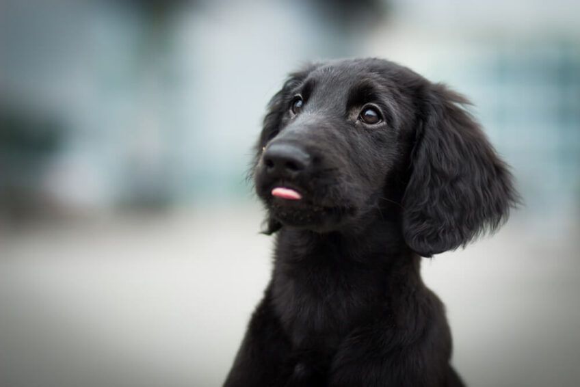 flat coated retriever