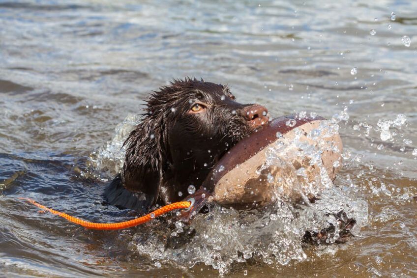 flat coated retriever