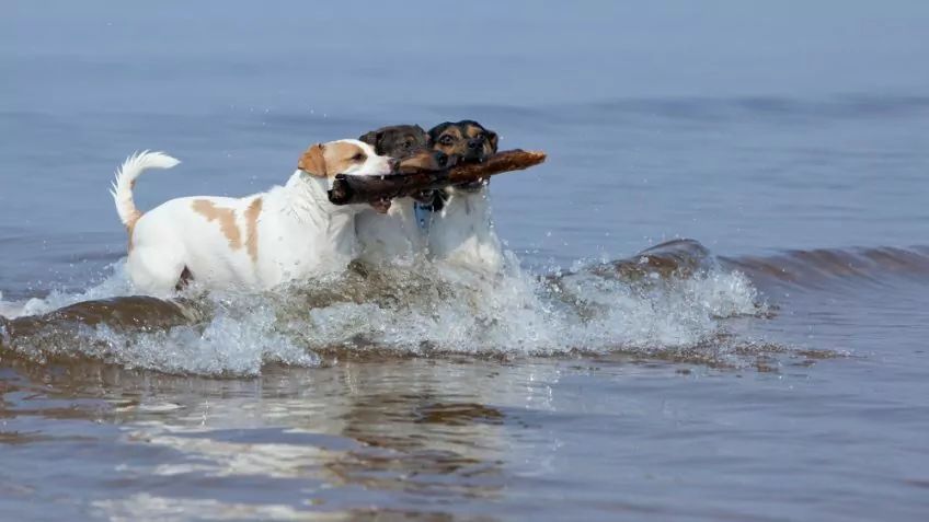 Trzy gardshundy biegnące z patykiem w morzu