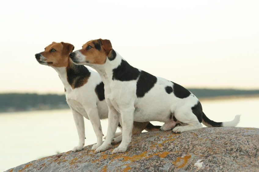 Dwa gardshundy siedzące na skale nad wodą