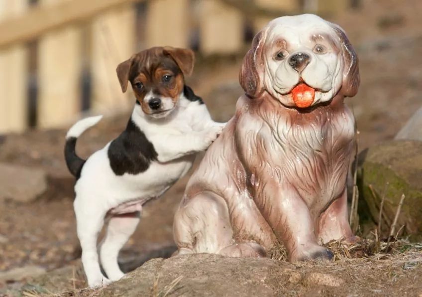 Szczenię gardshunda pozujące przy figurze psa