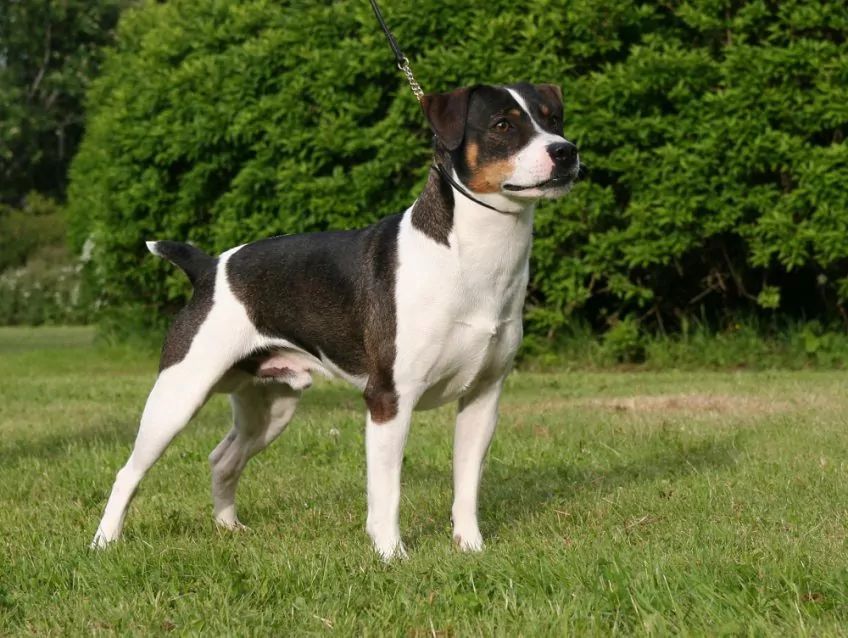 Gardshund pozujący na trawie