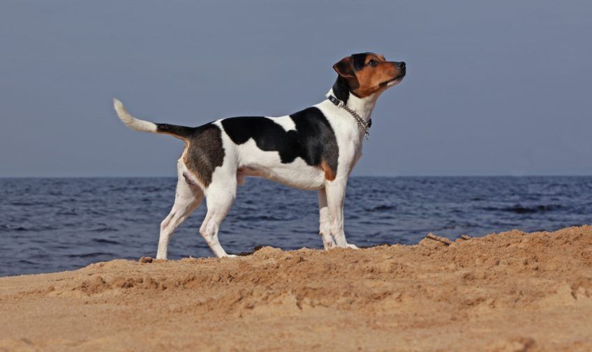 Gardshund stojący nad brzegiem morza