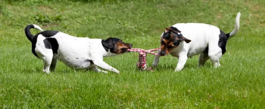 Dwa gardshundy przeciągające się szarpakiem