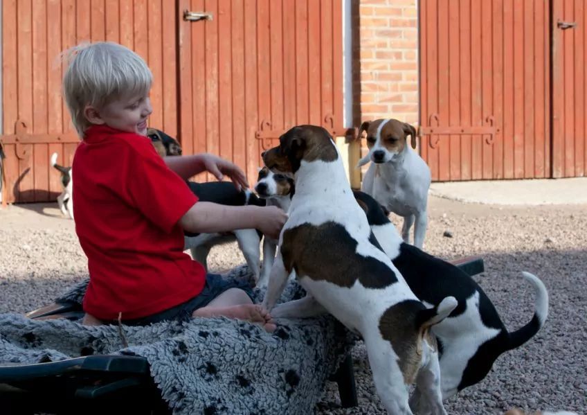 Gardshundy bawiące się z chłopcem