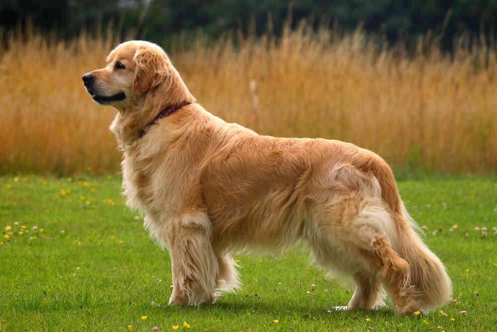 golden (1).jpg