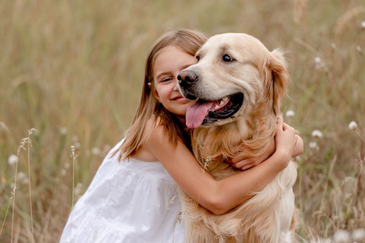 golden retriever