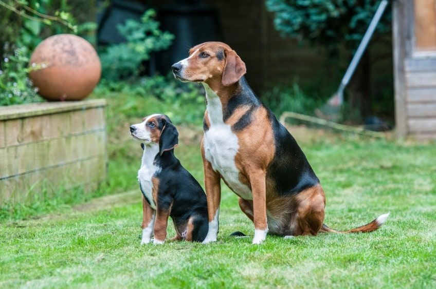 gończy hamiltona miot