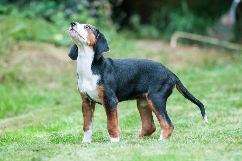 gończy hamiltona szczeniak