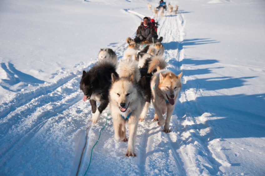 Zaprzęg psów grenlandzkich