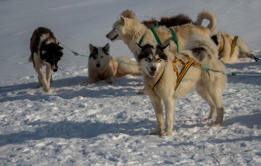 Grupa psów grenlandzkich zaprzęgniętych do sań