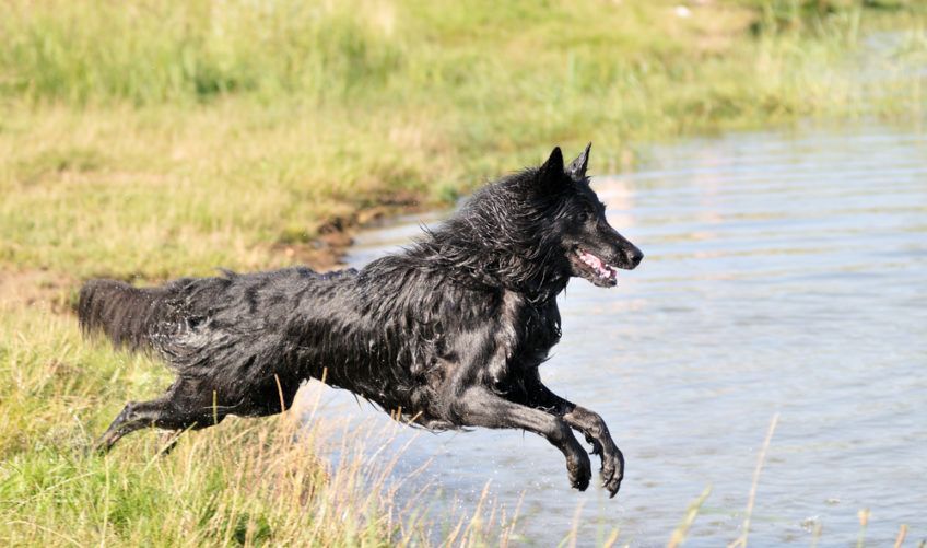 owczarek belgijski groenendael skaczący do wody