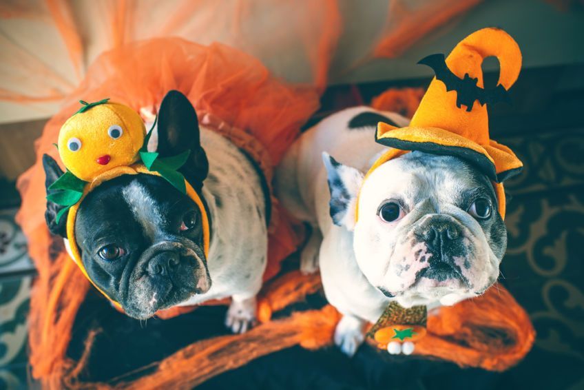 halloween z psem