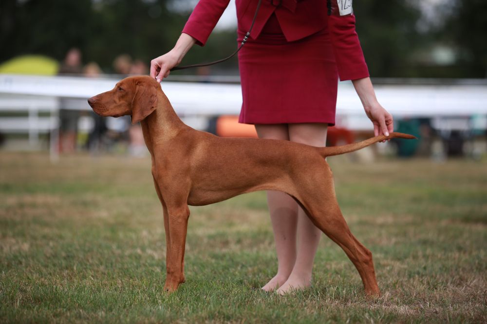 handler dla psa na wystawie