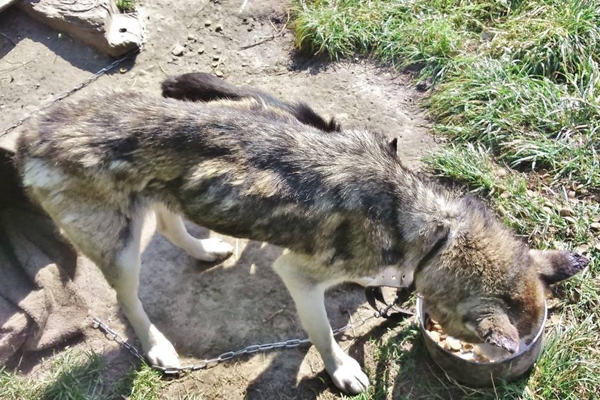 husky