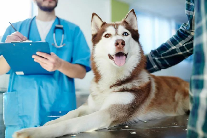 husky u weterynarza - wrotki