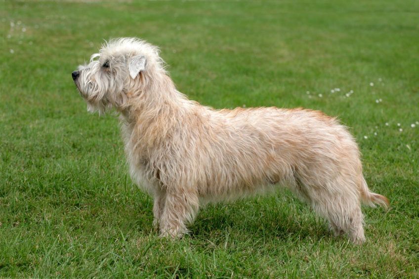 Glen of imaal terrier o umaszczeniu pszenicznym stojący na trawie