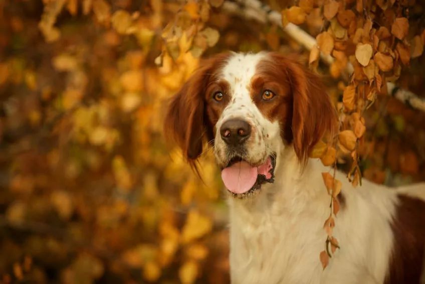 Portret setera irlandzkiego czerwono-białego
