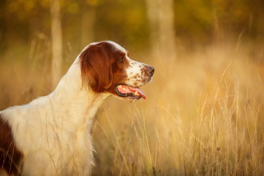 Seter irlandzki czerwono-biały na łące