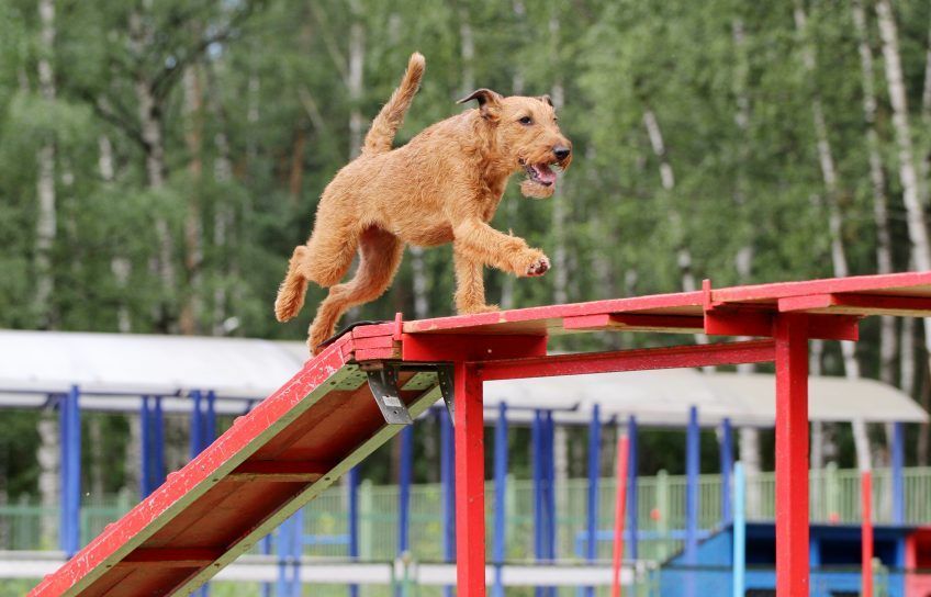 Terier irlandzki pokonujący kładkę na agility